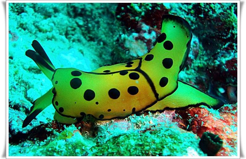 Hotel Anilao Scuba Dive Center Batangas Exteriér fotografie
