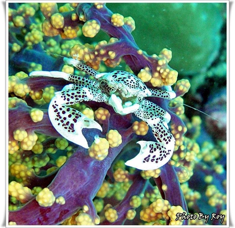Hotel Anilao Scuba Dive Center Batangas Exteriér fotografie