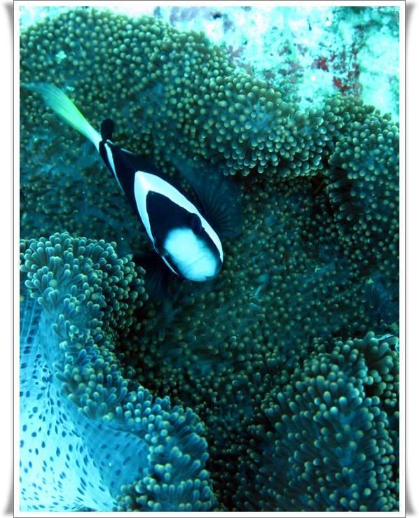 Hotel Anilao Scuba Dive Center Batangas Exteriér fotografie